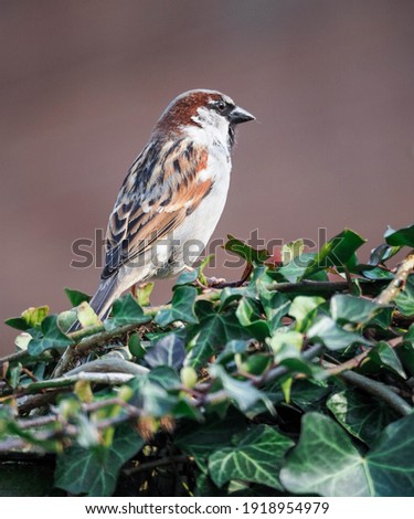 Sparrow on ivy looking on