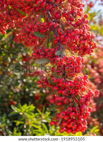Bright red berries of American Mountain Ash