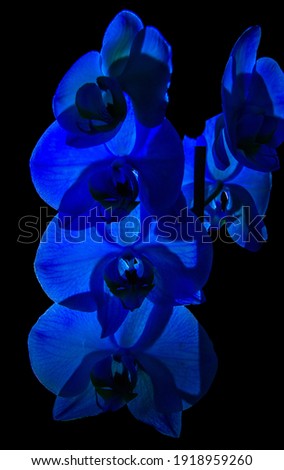 blue orchid flowers on a black background