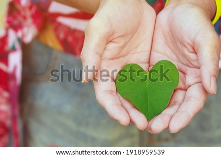Two hand of woman holding carefully heart shape leaf. Green leaf in female hands.Conservation and awareness,love natural,go organic and green living concept. Green heart-shaped leaf of Valentine's day
