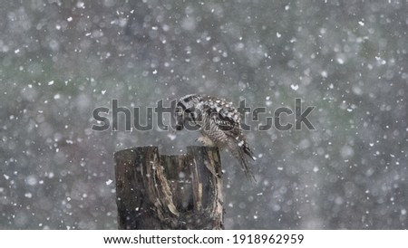 Northern hawk owl eating in snowfall. Blury picture by the snow to make it look even better.