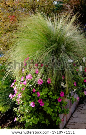 Late summer photo of A patio with a  welcoming garden container glowing with Mexican Feather grass and pink petunias cascading down the container
