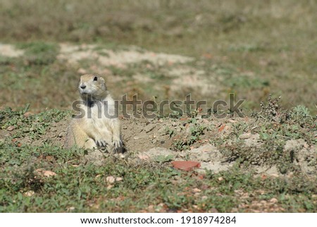 Cute Offset Picture of Prairie Dog Sitting In Burrow Hole