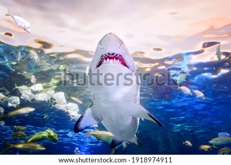 Giant scary shark with big teeth mouth under water in aquarium. Sea ocean marine wildlife predator dangerous animal swimming in blue water. Underwater life. Water nature fauna background. 