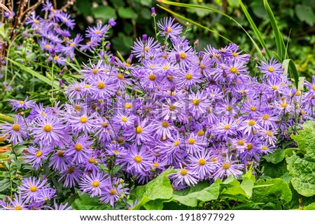 Aster x frikartii 'Monch' a lavender blue herbaceous perennial summer autumn flower plant commonly known as Michaelmas daisy, stock photo image Royalty-Free Stock Photo #1918977929