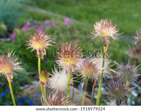 Bunch of Out of bloomPulsatilla pratensis down. White fluffy flue pasque flower on green bokeh plant background. Selective focus, copy space