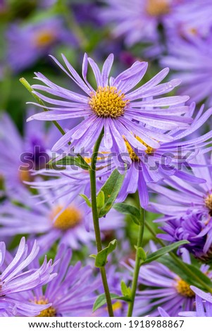Aster x frikartii 'Monch' a lavender blue herbaceous perennial summer autumn flower plant commonly known as michaelmas daisy, stock photo image Royalty-Free Stock Photo #1918988867