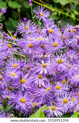 Aster x frikartii 'Monch' a lavender blue herbaceous perennial summer autumn flower plant commonly known as Michaelmas daisy, stock photo image Royalty-Free Stock Photo #1918991396