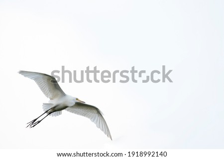 Great Egret flying in the sky,  selective focus. soft and grain image.