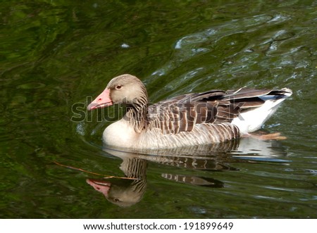 Beautiful duck drake on the lake