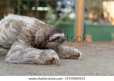 Three-toed sloth in Costa Rica. Mammal, lazy.