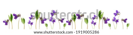 Panorama spring flowers pattern. Flowers wild violets pattern on a white background. Full Bloom trend. Flat lay style. 