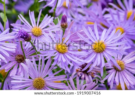 Aster x frikartii 'Monch' a lavender blue herbaceous perennial summer autumn flower plant commonly known as michaelmas daisy, stock photo image Royalty-Free Stock Photo #1919007416