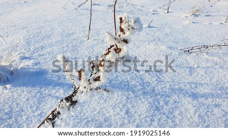 Snow background with dry frozen straw grass, natural background of a winter day in the field