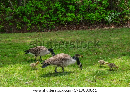 Canadian geese parents eating grass together with their baby goslings while keeping an eye out protecting not letting them get too far on a sunny day in springtime