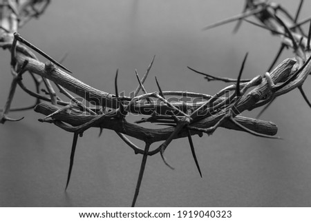 black and white crown of thorns up close Royalty-Free Stock Photo #1919040323