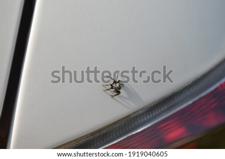 Pseudicius is a genus of the jumping spiders. Family salticidae order Araneae Arthropoda Arachnids sitting on a car
