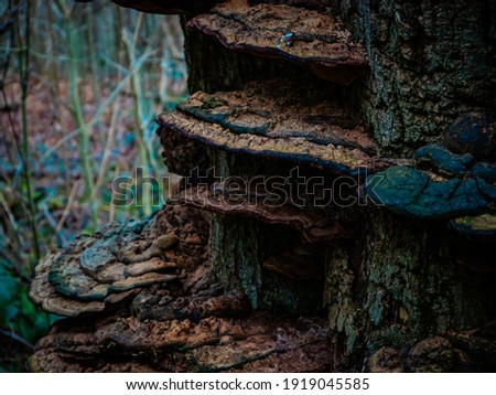 Fungus growing on the base of a dead tree in a forest