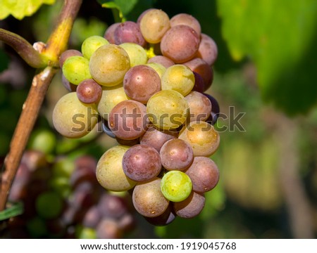 bunch of wine grapes growing on vine