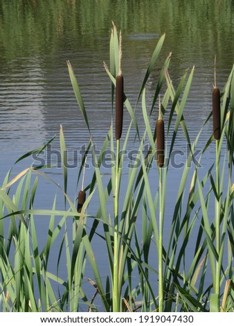 water reeds on a lake, the focus is on the reeds