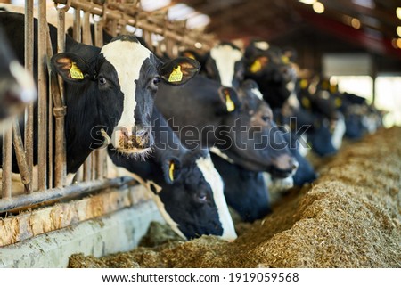 Group Of Milk Cows Standing In Livestock Stall And Eating Hay At Dairy Farm Royalty-Free Stock Photo #1919059568