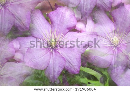 A digitally altered background photo of purple clematis flowers