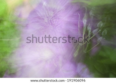 Abstract blur of Clematis flowers