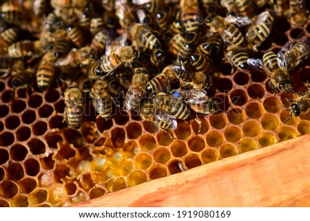 Bee on honeycombs with honey slices nectar into cells.
Macro image of a bee on a frame from a hive. Bees on honeycomb.  Royalty-Free Stock Photo #1919080169