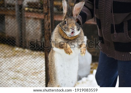 fearful rabbit outdoors,rural life photo