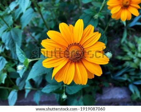 Macro photo yellow flower. Stock photo yellow plant flower