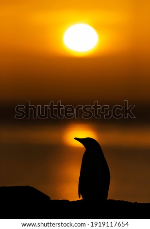 Close up of a Gentoo penguin at sunset, Saunders, Falkland Islands.