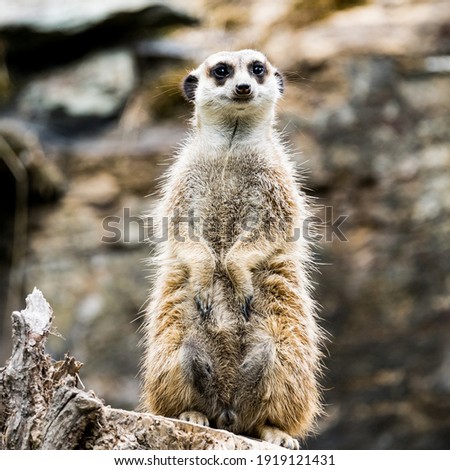 meerkat watching out for predators on a tree stump in a zoo, germany