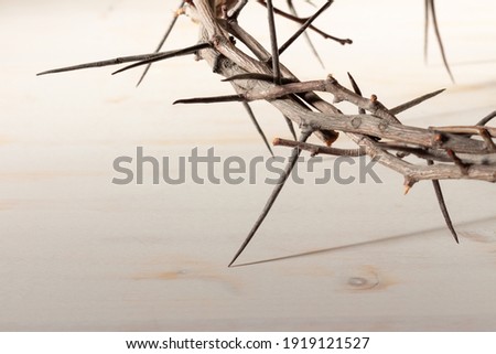 Close up sunlit crown of thorns Royalty-Free Stock Photo #1919121527