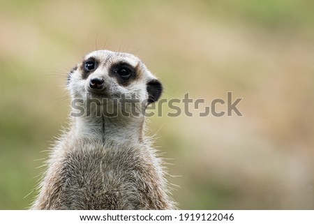 meerkat watching out for predators on a tree stump in a zoo, germany