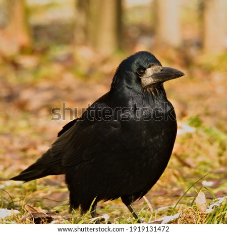 The rook (Corvus frugilegus). in the park (in Polish: Gawron)	