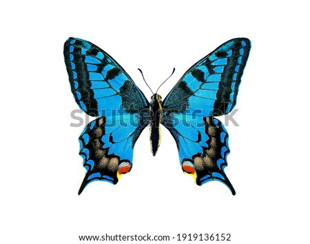 bright colorful blue butterfly isolated on white. blue swallowtail butterfly                              