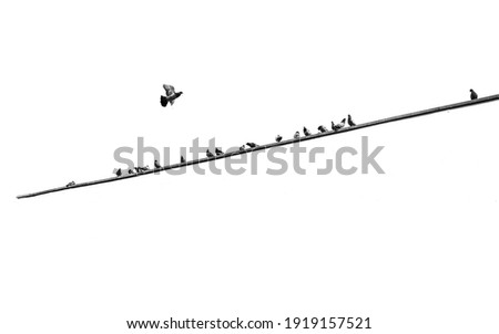 minimal abstract photography of the city birds