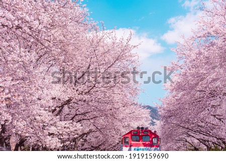 Cherry blossom with train in spring in Korea is the popular cherry blossom viewing spot, jinhae South Korea. Royalty-Free Stock Photo #1919159690