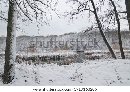 Winter in the woods by the lake. 