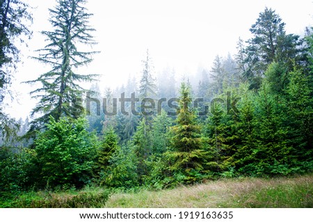 Morning fog in the mountains among the forest. Beautiful morning mountain forest scenery. Royalty-Free Stock Photo #1919163635