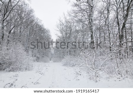 Beautiful winter landscapes with snow over the trees in the forest.
