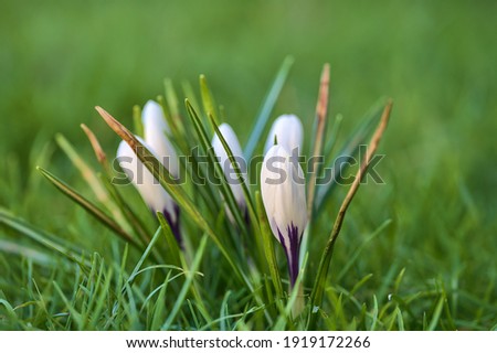 Very beautiful white and purple spring unopened crocus flowers with blurry grass background, Marlay Park, Dublin, Ireland