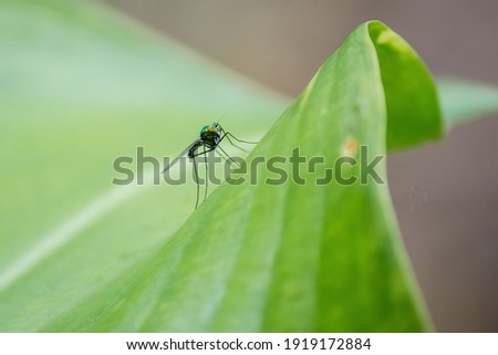 Blue long-legged fly (Condylostylus mundus), a species of Long-legged flies Royalty-Free Stock Photo #1919172884