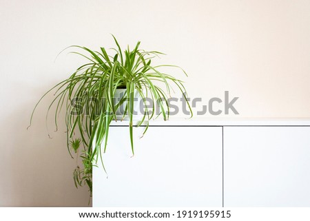 houseplant, Chlorophytum comosum in front of a light wall in a green pot, house plant, indoor plant, copy space Royalty-Free Stock Photo #1919195915