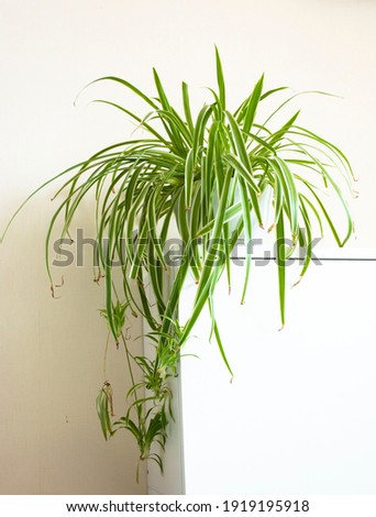 houseplant, Chlorophytum comosum in front of a light wall in a green pot, house plant, indoor plant, copy space Royalty-Free Stock Photo #1919195918
