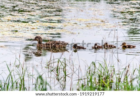 A duck with young ducks swims on the water in the tributary of the Danube River, Novi Sad, Serbia 
