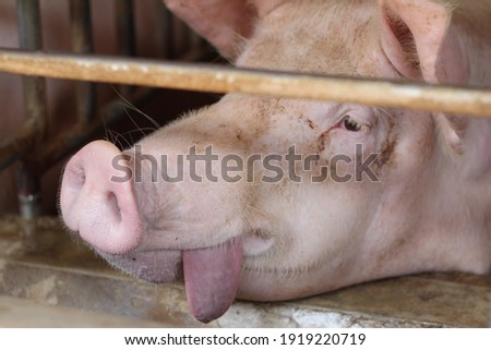 The pregnant sows look weary in the steel cages of the gestation unit of a commercial pig farm. Royalty-Free Stock Photo #1919220719