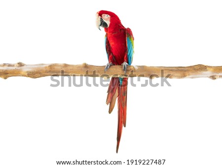 macaw parrot perched tree branch isolate on white background clipping path Royalty-Free Stock Photo #1919227487