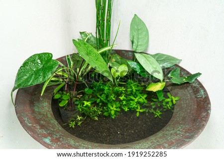 Photo of a patio pond consisting of various plants on the water surface in an iron barrel. Patio pond utilizes used iron barrels to beautify the corner of the room or the terrace of the house