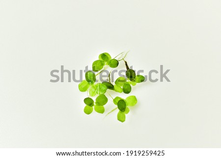 green duckweed close up picture on white background we can see the detail more clearly
